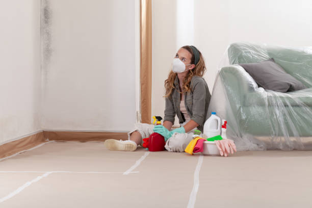 Reliable Basement Mold Removal contractor in Denton, TX by Cheap Mold Removal
