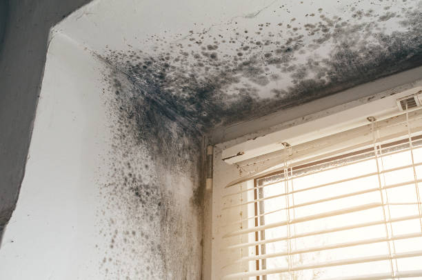 Trusted Attic Mold Removal service in Denton, TX - Cheap Mold Removal