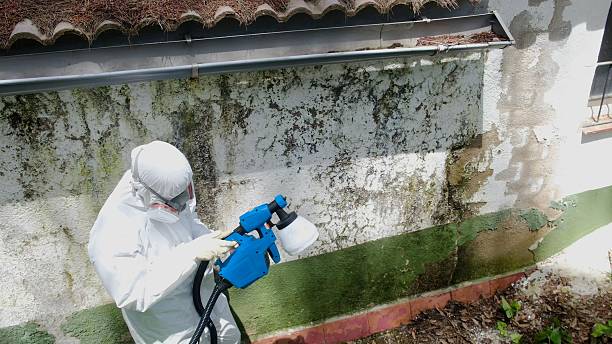 Trusted Mold Testing service in Denton, TX - Cheap Mold Removal